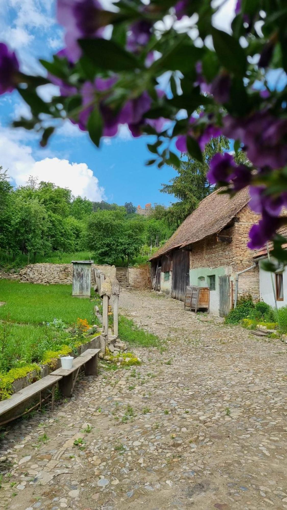 Saschiz 175 GuestHouse Exterior foto